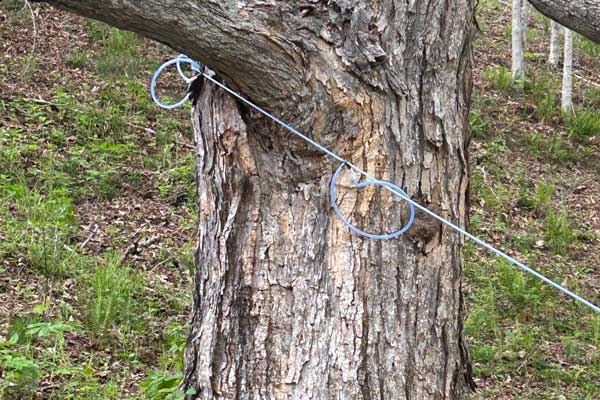 Syrup Trees Tapped