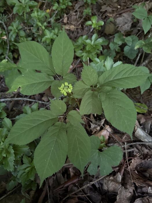 Mature three-prong American ginseng plant with flower cluster
